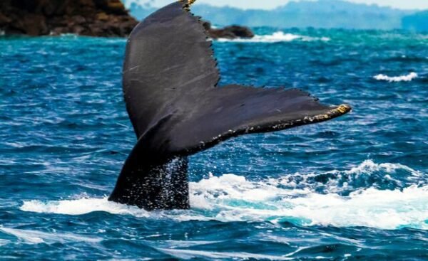 avistamiento de ballenas en Panamá