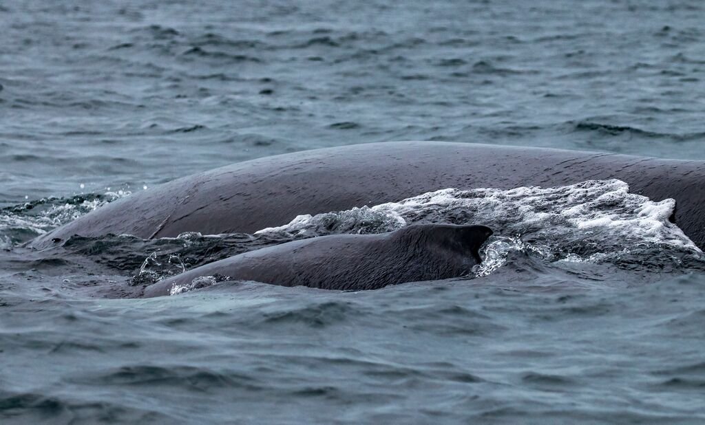 avitamiento de ballenas en Panamá