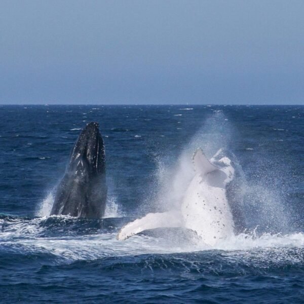 avistamiento de ballenas 2