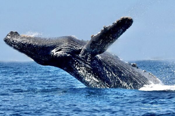 avistamiento de ballenas 3