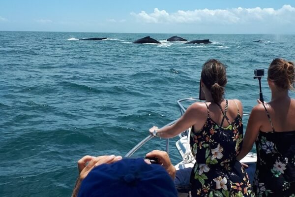 tour de ballenas 1